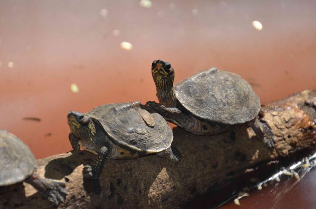 tortoise, slow down, slow practice