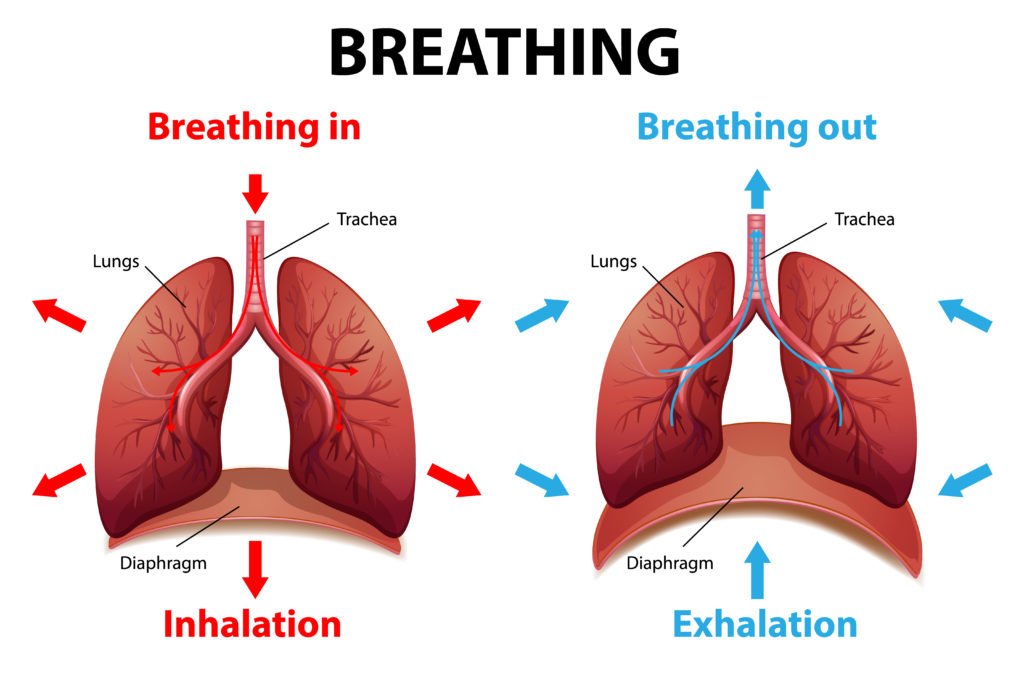 breathing, lungs, diaphragm, flute playing