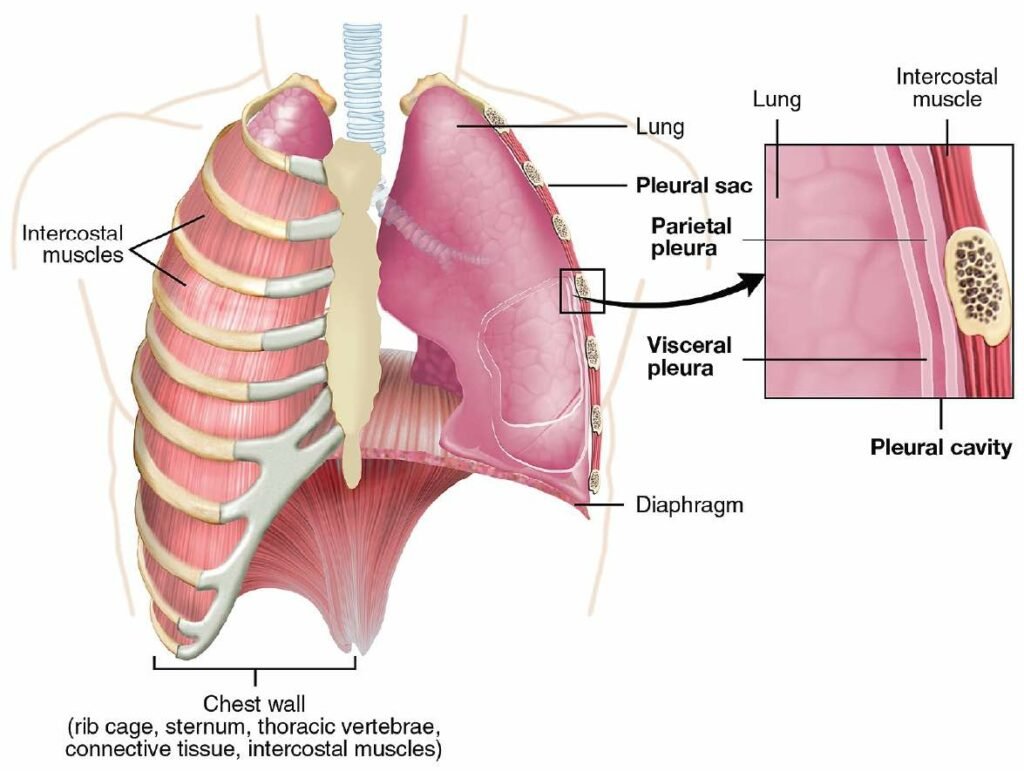 diaphragm anatomy copy