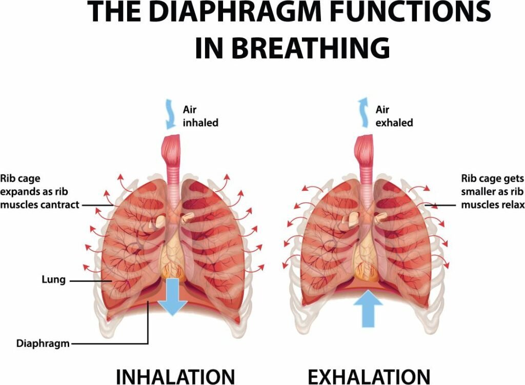 diaphragm functions in breathing, breathing for flute players